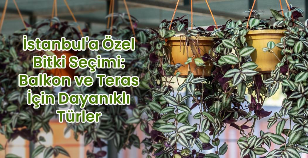 İstanbul’a Özel Bitki Seçimi: Balkon ve Teraslar İçin Dayanıklı Türler