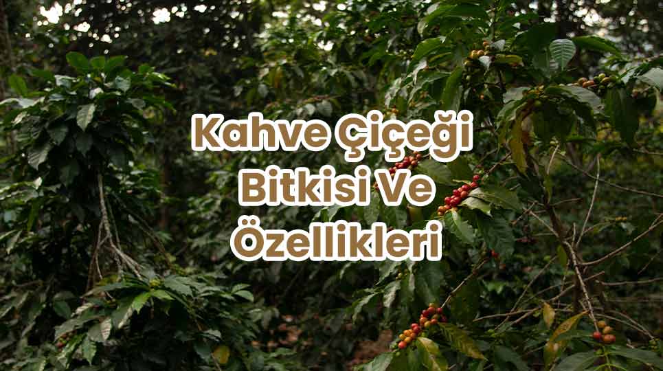 Kahve Çiçeği Bitkisi Bakımı Ve Özellikleri