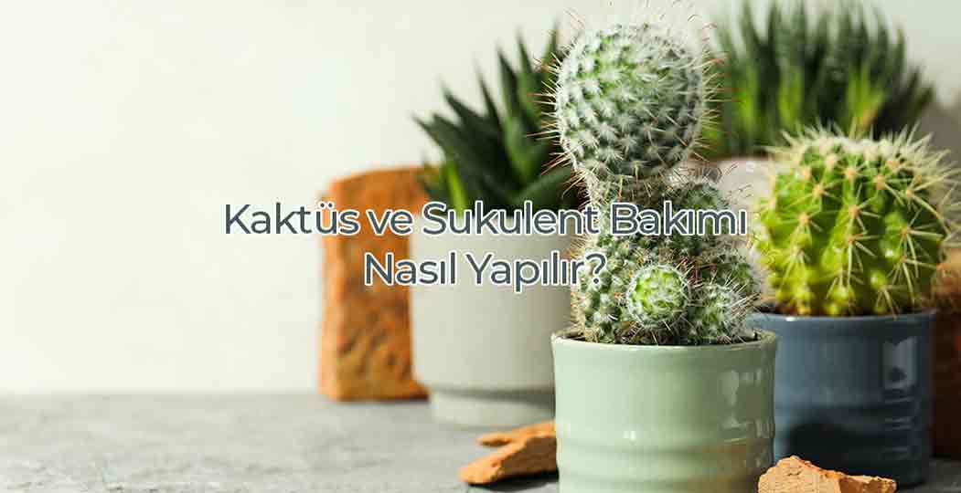 Kaktüs Ve Sukulent Bakımı Nasıl Yapılır?