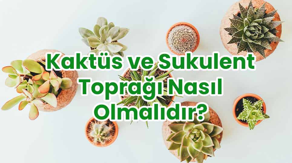 Kaktüs ve Sukulent Toprağı Nasıl Olmalıdır?