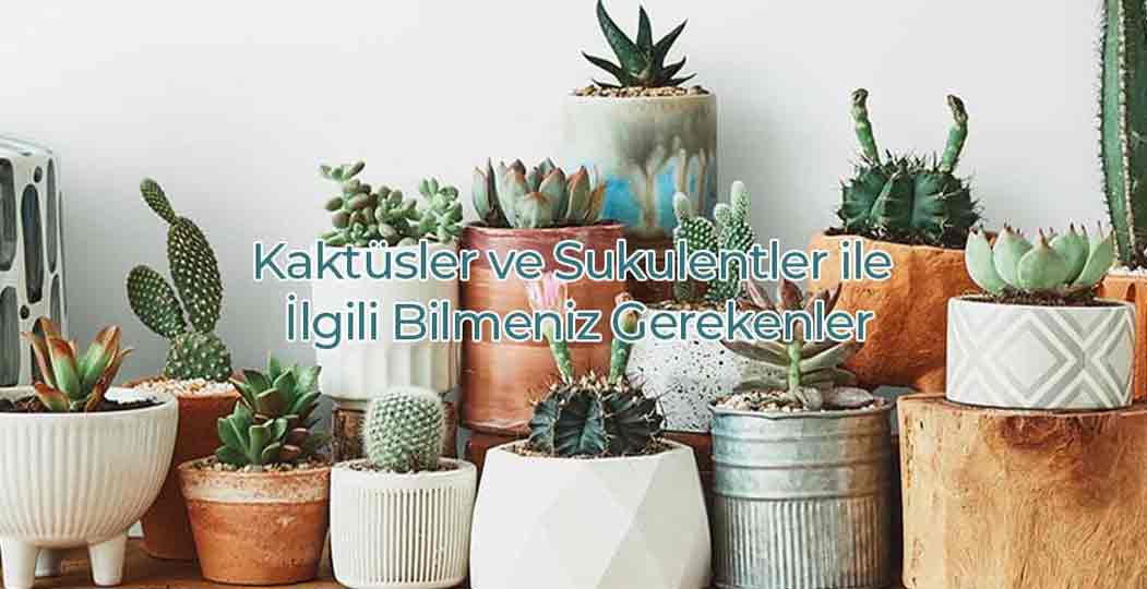 Kaktüsler Ve Sukulentler İle İlgili Bilmeniz Gerekenler