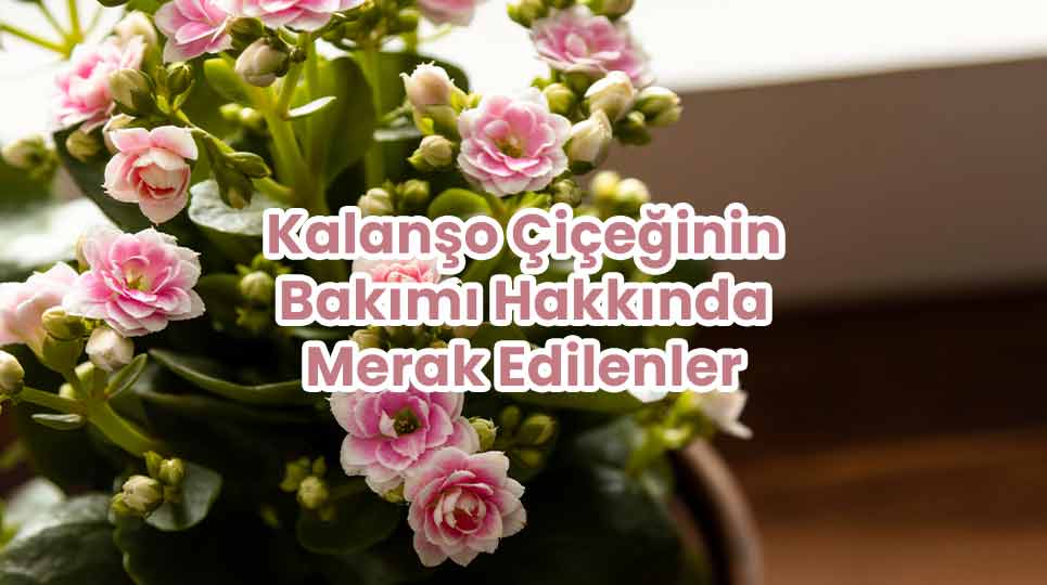 Kalanşo Çiçeği Bakımı Hakkında Merak Edilenler