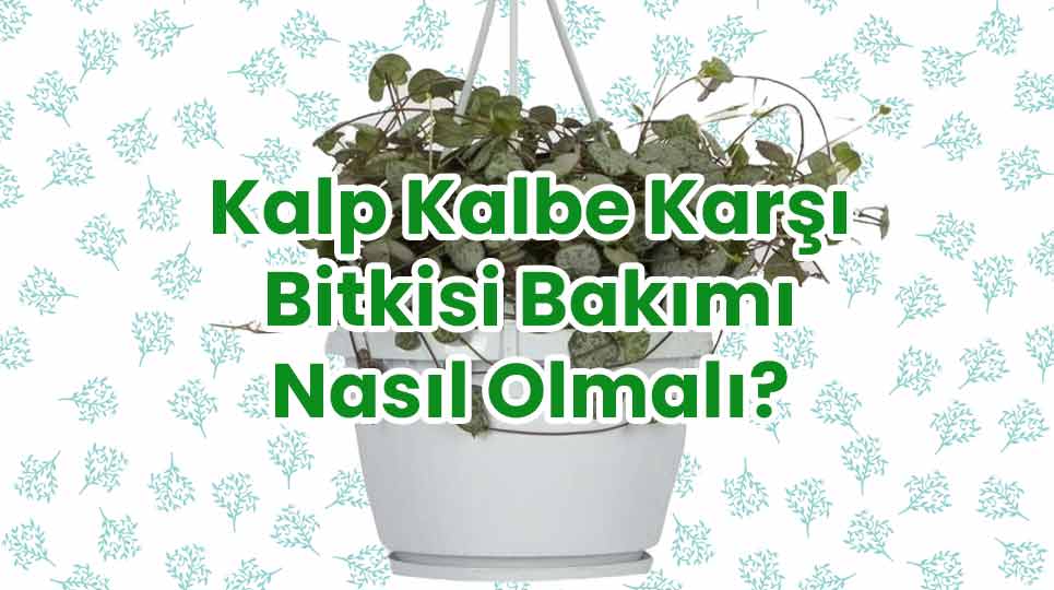 Kalp Kalbe Karşı Bitkisi Bakımı