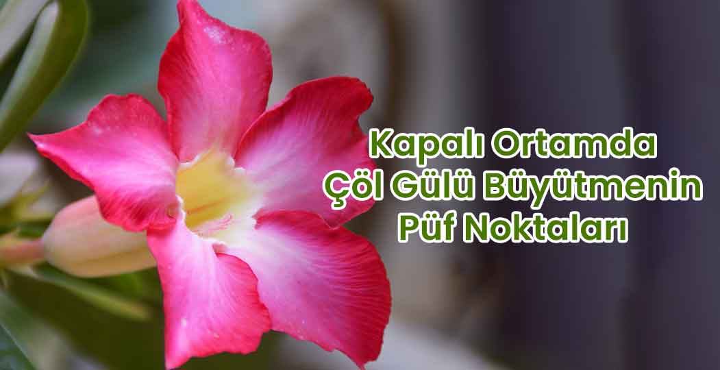 Kapalı Ortamda Çöl Gülü (Adenium obesum) Büyütmenin Püf Noktaları