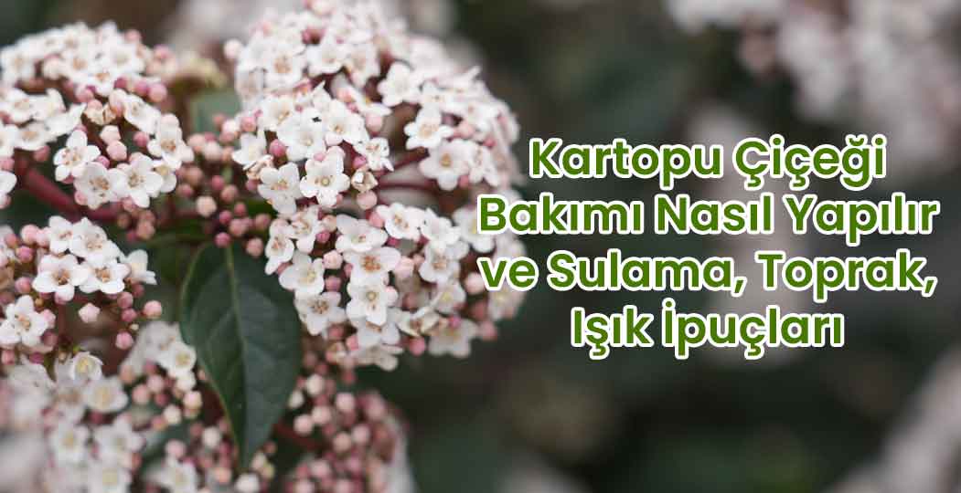 Kartopu Çiçeği Nasıl Bakılır? Sulama, Toprak ve Işık İpuçları | Bahçe Market Blog