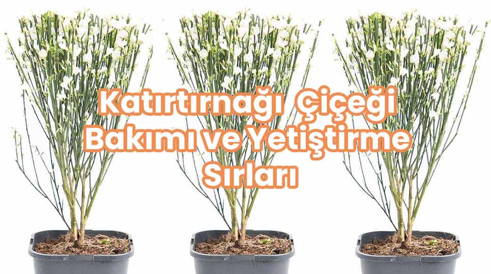 Katırtırnağı Çiçeği Bakımı ve Yetiştirme Sırları