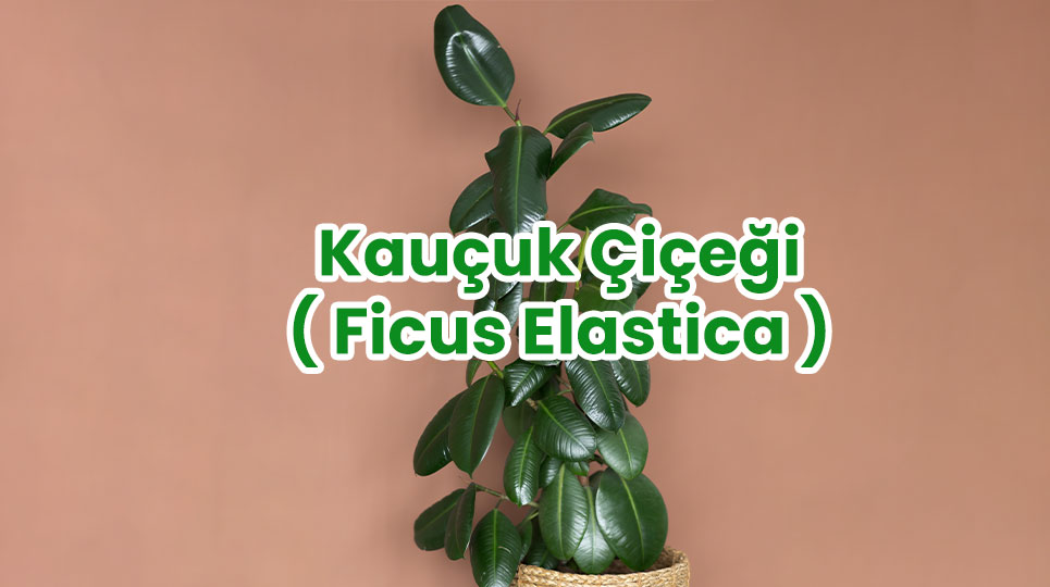 Kauçuk Çiçeği ( Ficus Elestica)