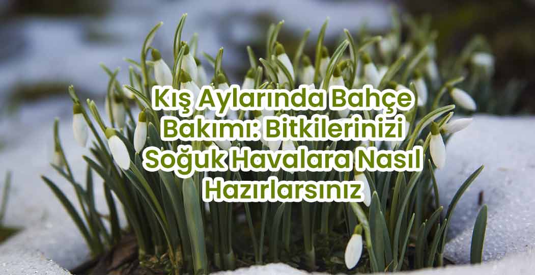 Kış Aylarında Bahçe Bakımı: Bitkilerinizi Soğuk Havalara Nasıl Hazırlarsınız