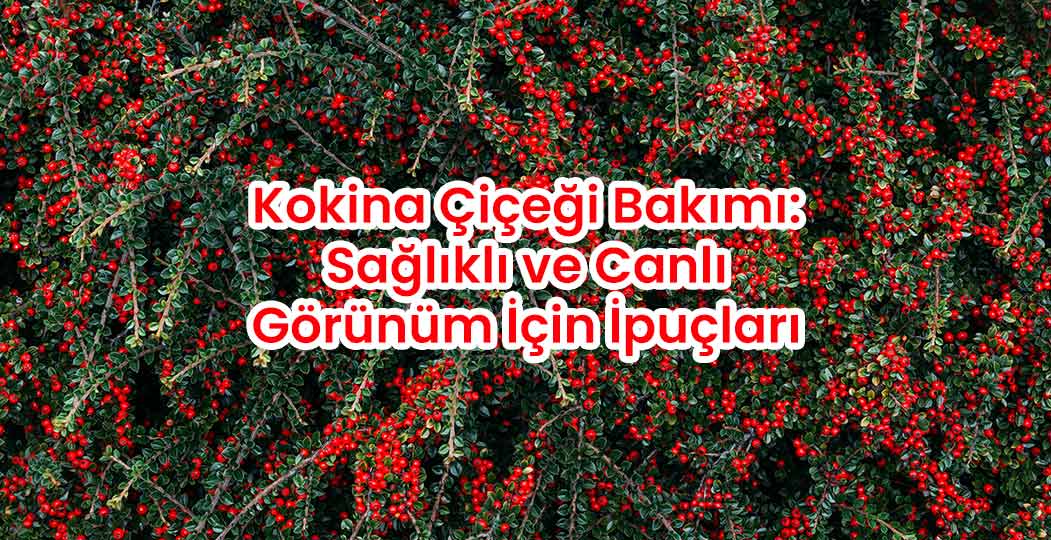 Kokina Çiçeği Bakımı: Sağlıklı ve Canlı Görünümler İçin İpuçları