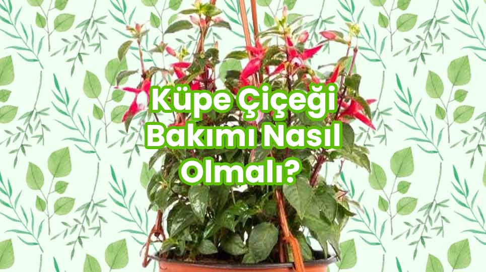 Küpe Çiçeği Bakımı Nasıl Olmalı?