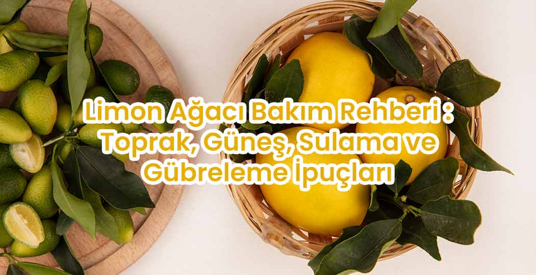 Limon Ağacı Bakım Rehberi : Toprak, Güneş, Sulama ve Gübreleme İpuçları