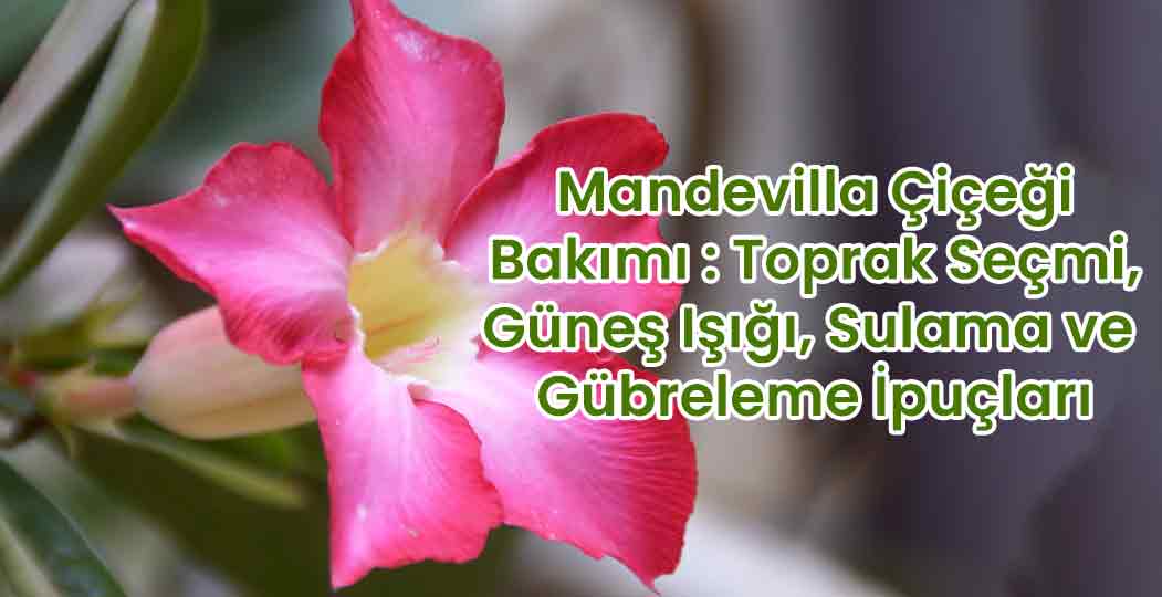 Mandevilla Çiçeği Bakımı: Toprak Seçimi, Güneş Işığı, Sulama ve Gübreleme İpuçları