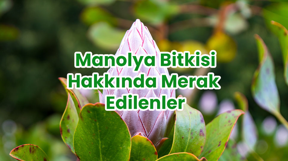 Manolya Bitkisi Hakkında Merak Edilenler