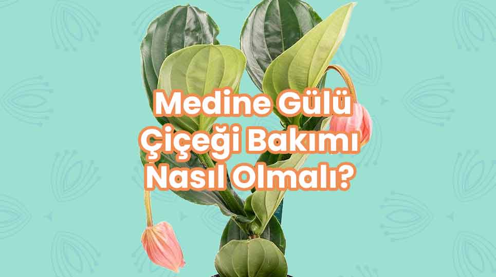 Medine Gülü Çİçeği Bakımı İç Mekanda Nasıl Olmalı?