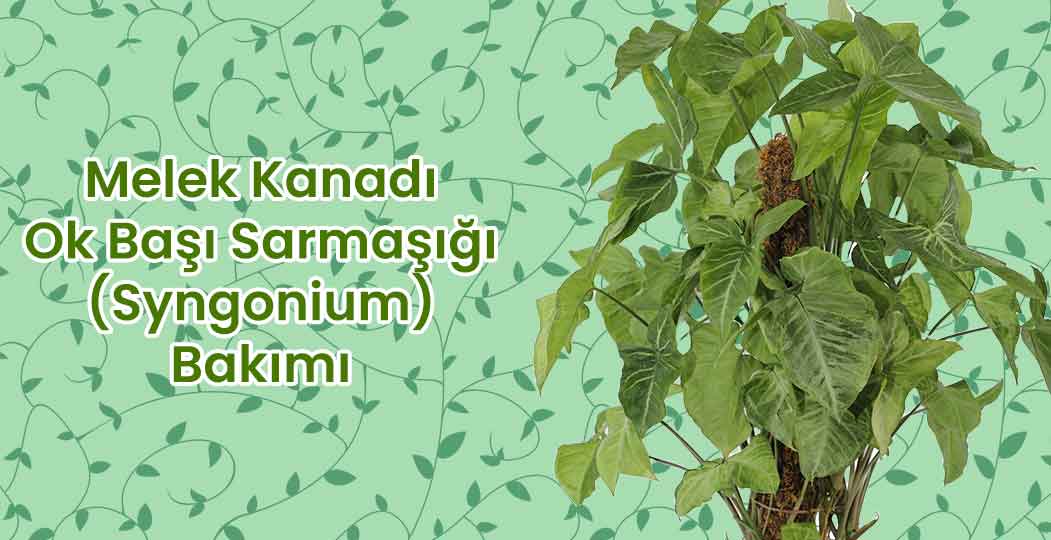 Syngonium Bakımı: Işık, Toprak, Sulama ve Gübreleme Rehberi