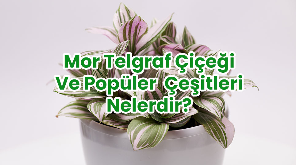 Mor Telgraf Çiçeği Ve Popüler Çeşitleri Nelerdir?
