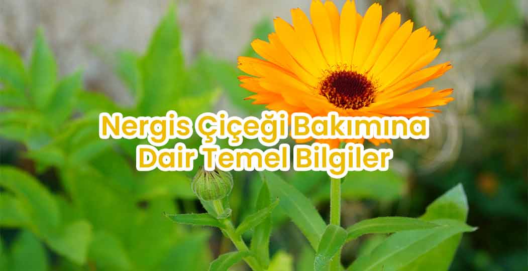 Nergis Çiçeği Bakımına Dair Temel Bilgiler