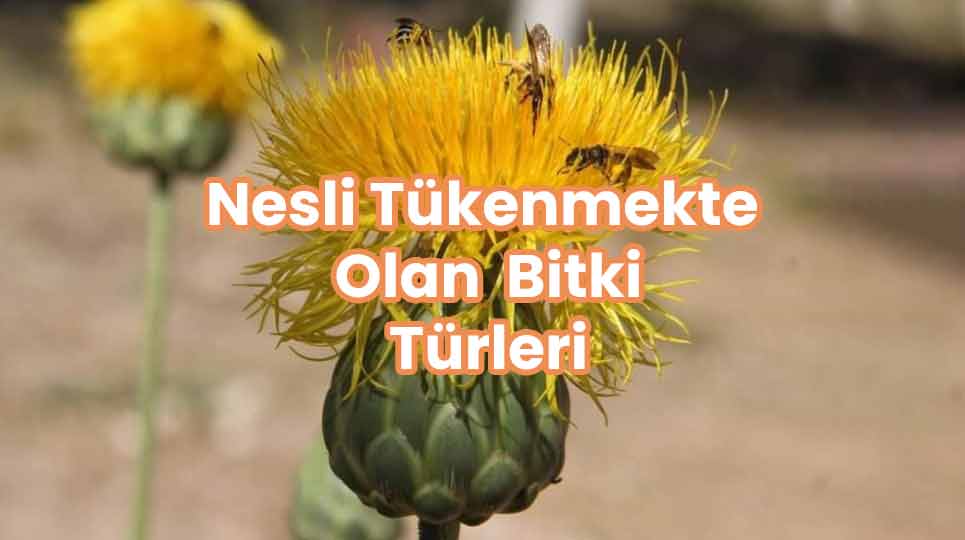 Nesli Tükenme Olan Bitki Türleri