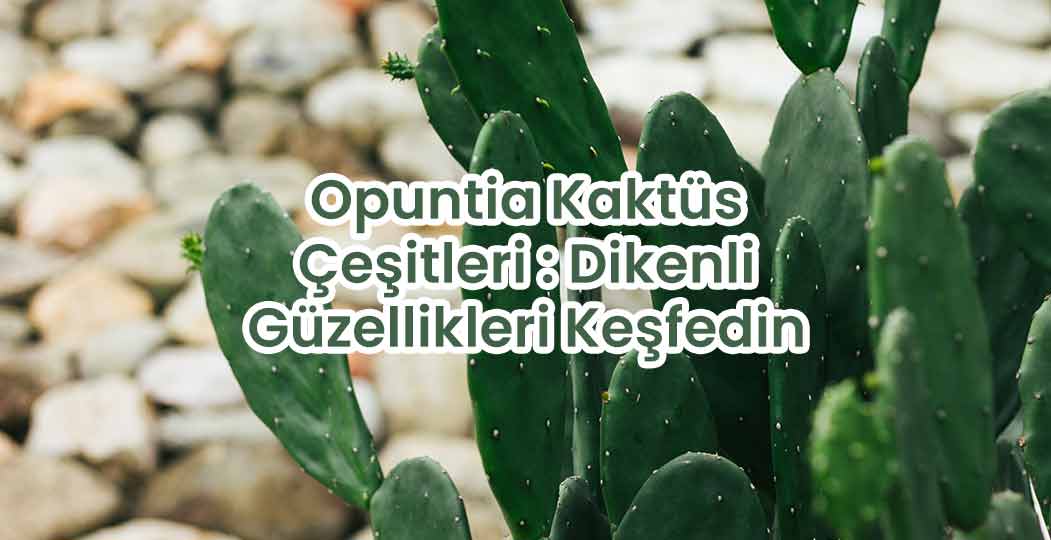 Opuntia Kaktüs Çeşitleri : Dikenli Güzellikleri Keşfedin