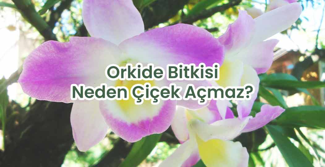 Orkide Bitkisi Neden Çiçek Açmaz?