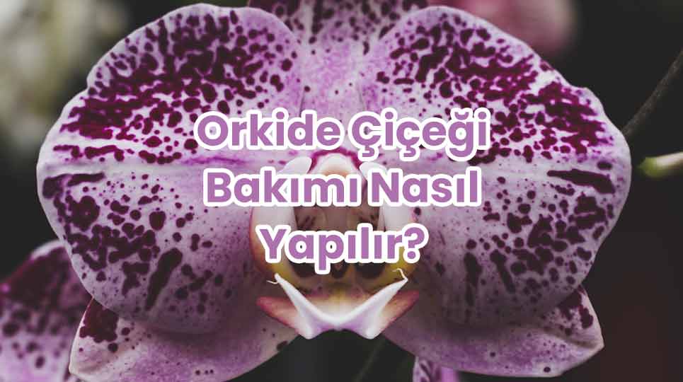 Orkide Çiçeği Bakımı Nasıl Yapılır - Orkide Nasıl Bakılır