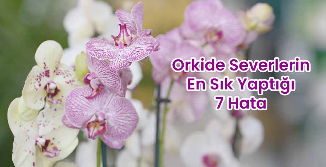 Orkide Severlerin En Sık Yaptığı 7 Hata