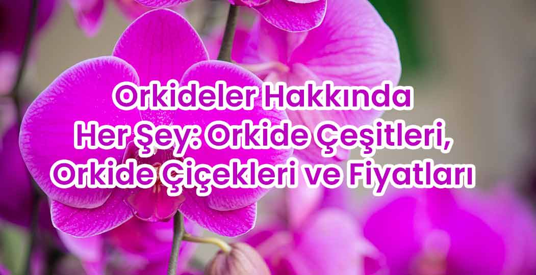 Orkideler Hakkında Her Şey: Orkide Çeşitleri, Orkide Çiçekleri ve Fiyatları