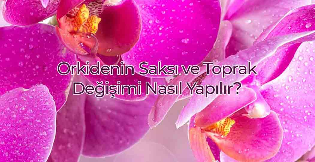 Orkide Saksı Ve Toprak Değişim Nasıl Yapılır?