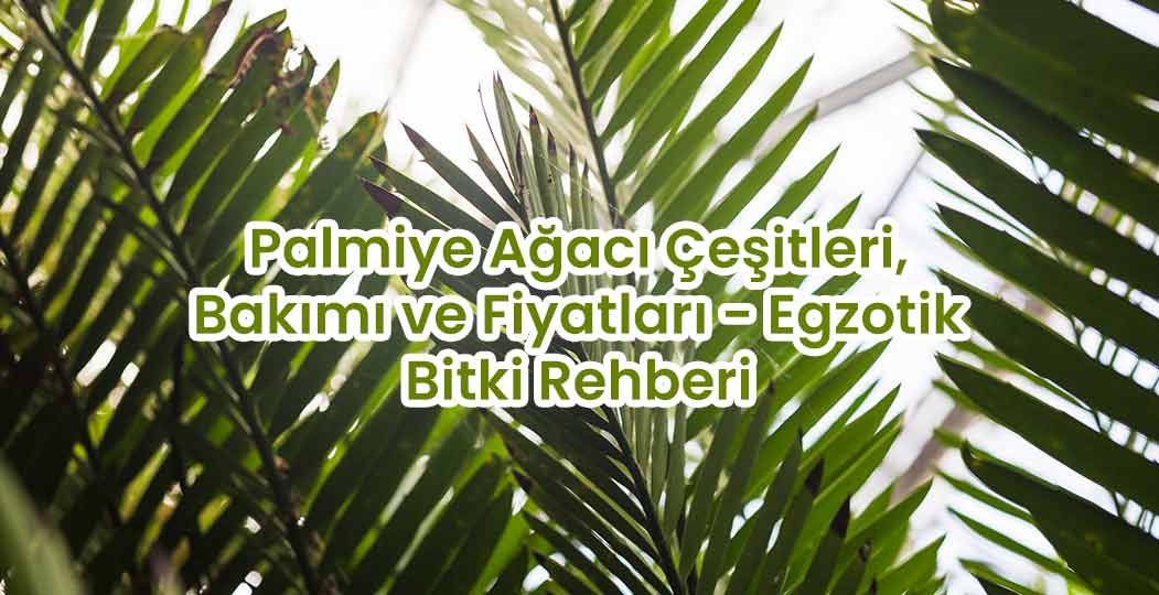 Palmiye Ağacı Çeşitleri, Bakımı ve Fiyatları - Egzotik Bitki Rehberi