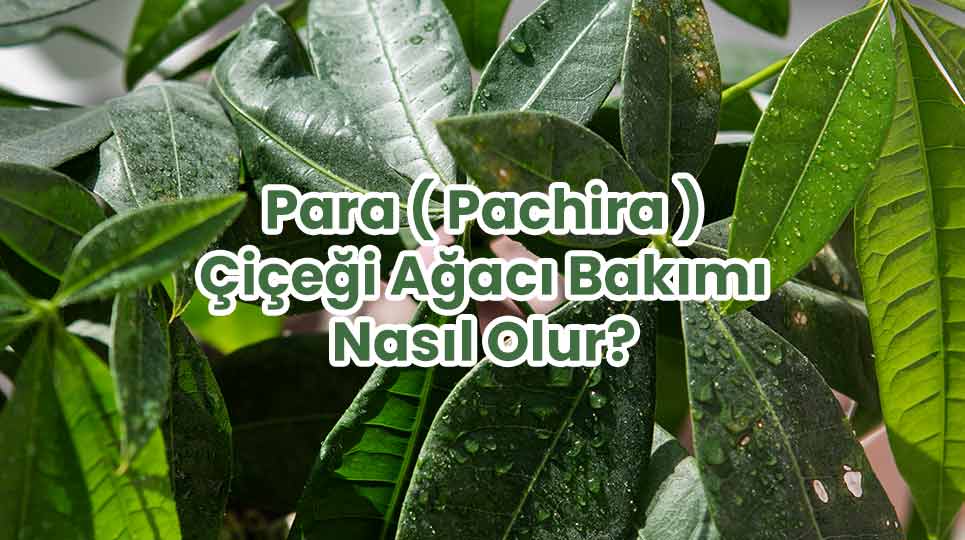Para ( Pachira ) Çiçeği Ağacı Bakımı Nasıl Olur?