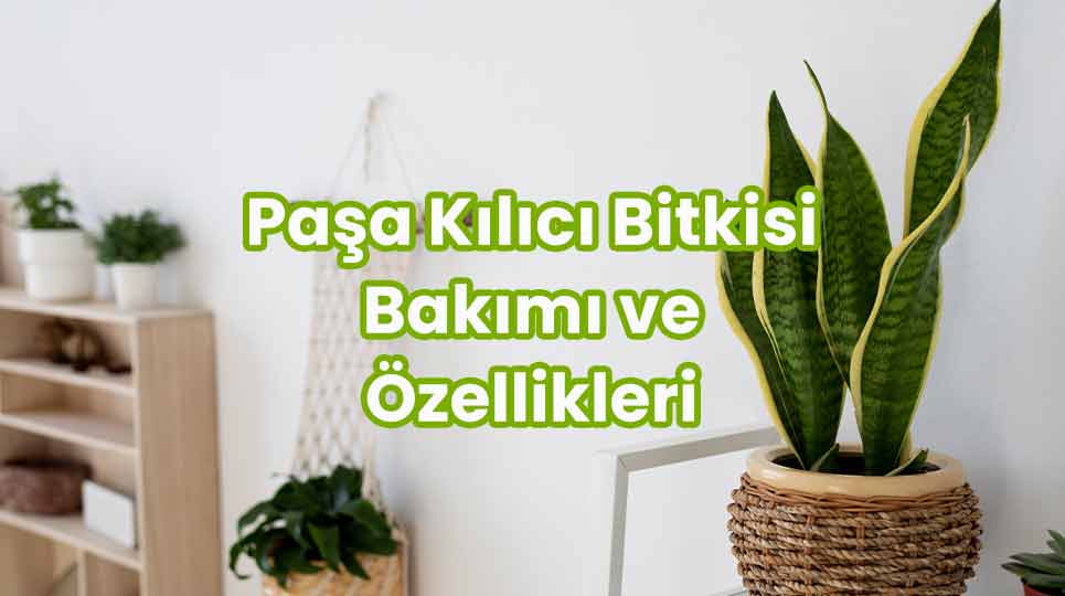 Paşa, Peygamber Kılıcı Çiçeği Bitkisi Bakımı ve Özellikleri