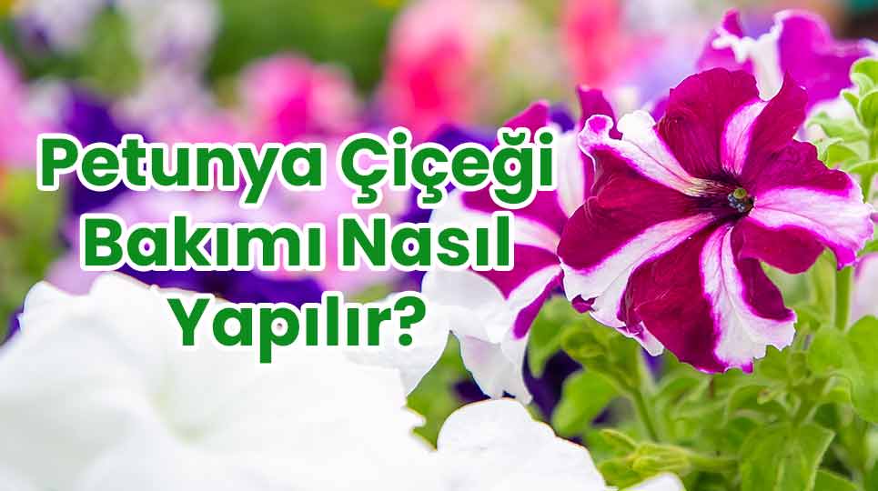 Petunya Çiçeği Bakımı Nasıl Yapılır