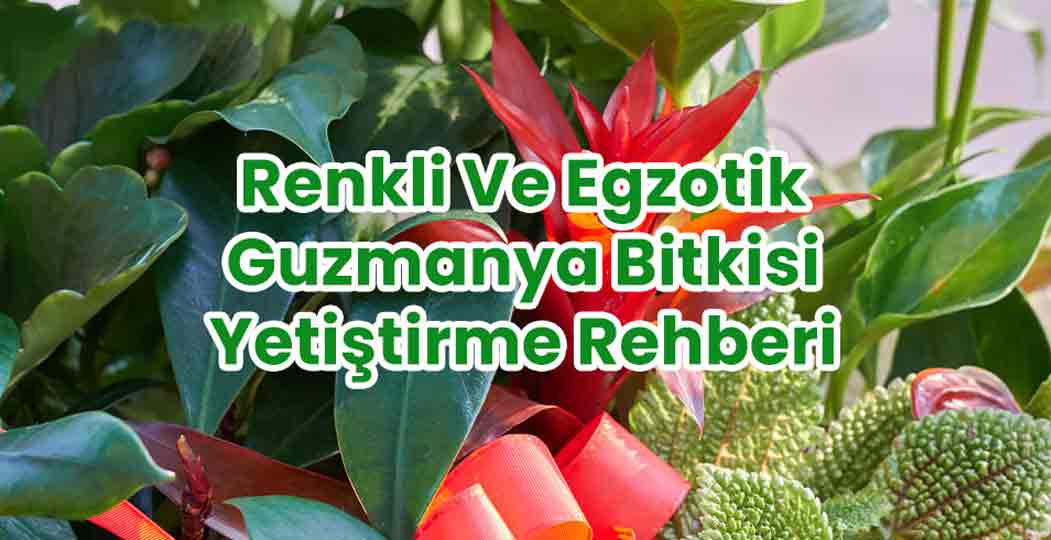 Renkli ve Egzotik Guzmanya Bitkisi Yetiştirme Rehberi