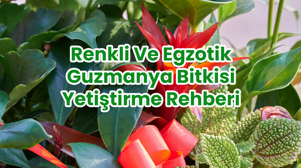 Renkli ve Egzotik Guzmanya Bitkisi Yetiştirme Rehberi