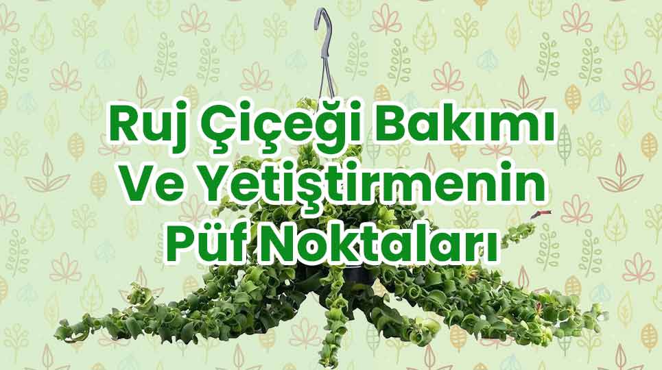 Ruj Çiçeği Bakımı Ve Yetiştirmenin Püf Noktaları