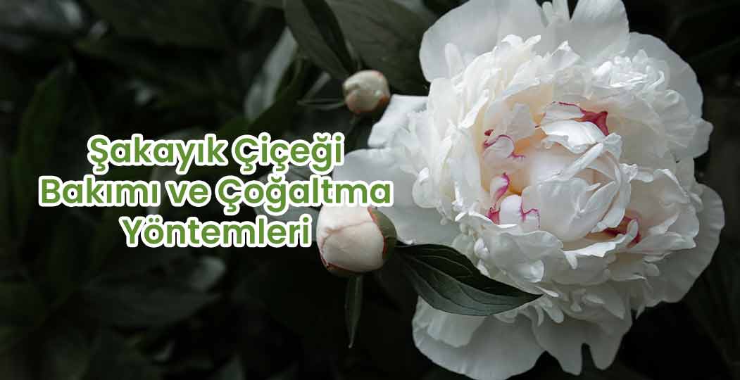 Şakayık Çiçeği Bakımı ve Çoğaltma Yöntemleri