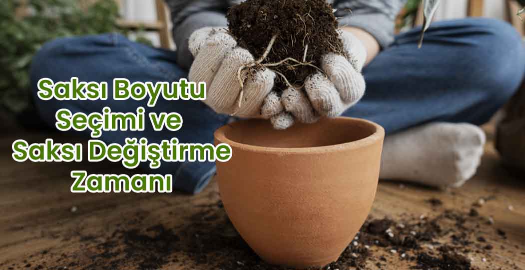 Saksı Boyutu Seçimi ve Saksı Değiştirme Zamanı