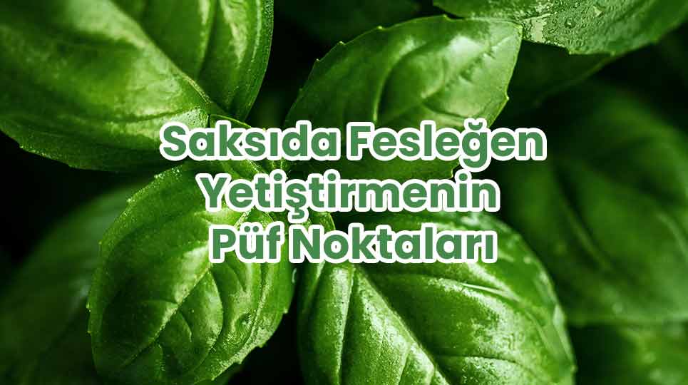 Saksıda Fesleğen Yetiştirmenin Püf Noktaları