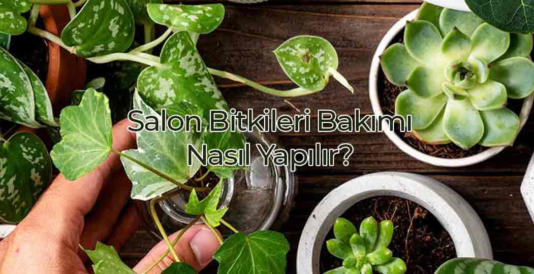 Salon Bitkileri Bakımı Nasıl Yapılır?