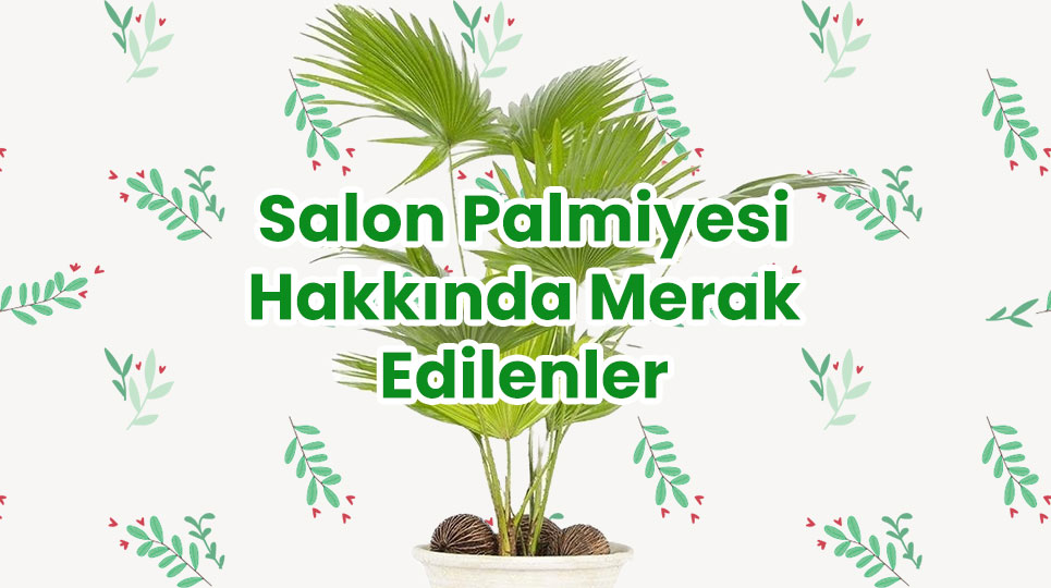 Salon Palmiyesi Hakkında Merak Edilenler