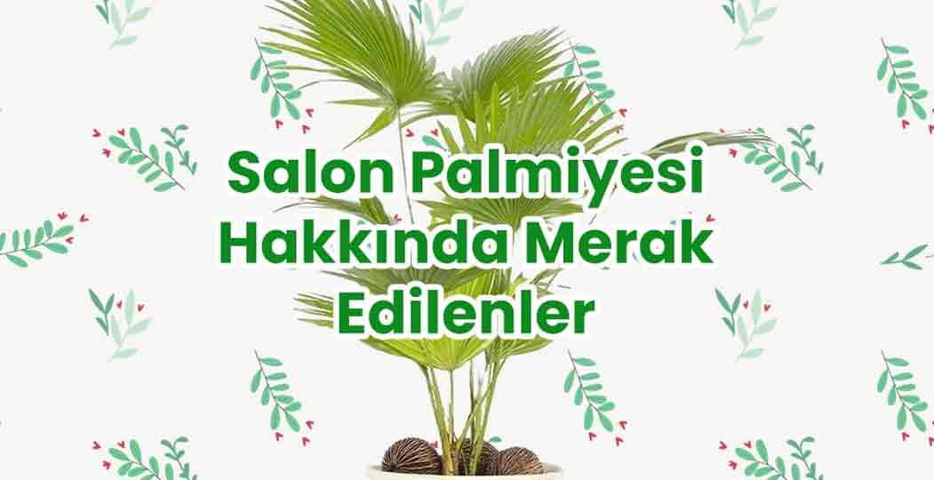 Salon Palmiyesi Hakkında Merak Edilenler