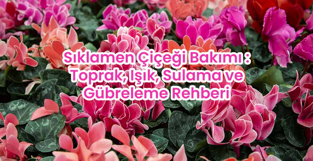 Sıklamen Çiçeği Bakımı : Toprak, Işık, Sulama ve Gübreleme Rehberi | Bahçe Market Bloğu