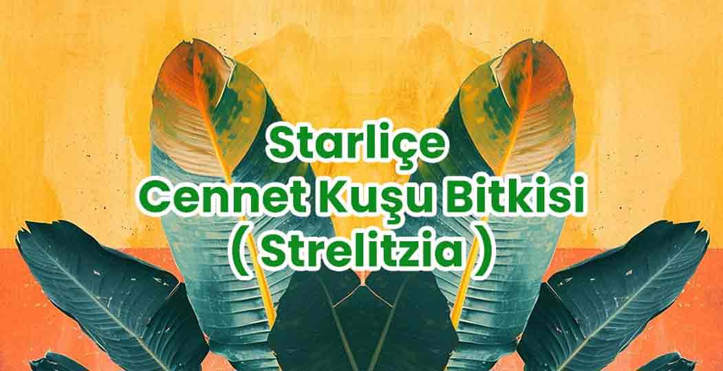 Starliçe Cennet Kuşu Bitkisi ( Strelitzia )