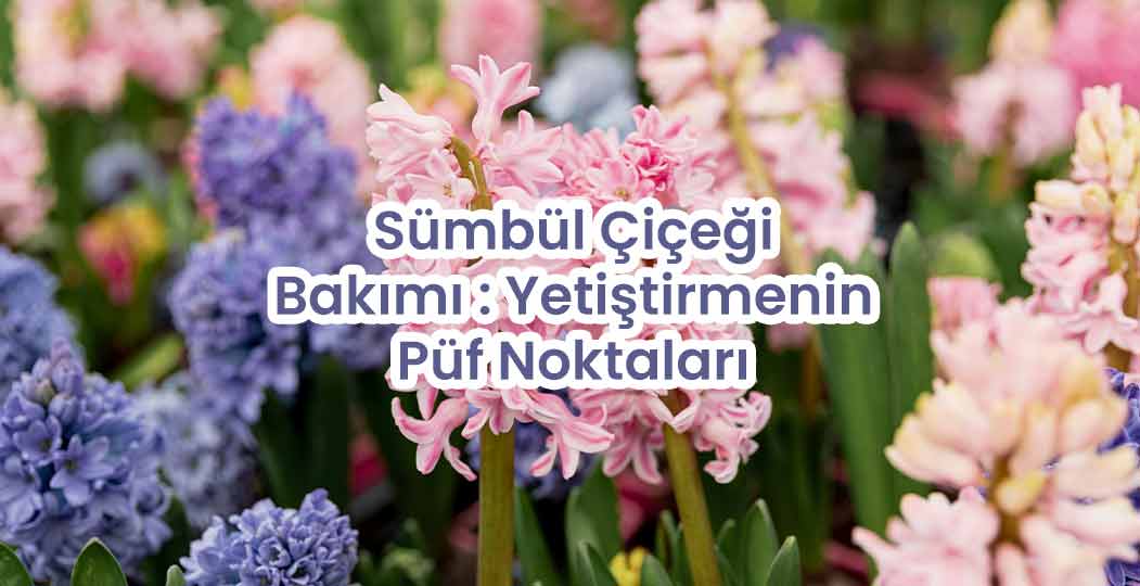 Sümbül Çiçeği Bakımı : Yetiştirmenin Püf Noktaları