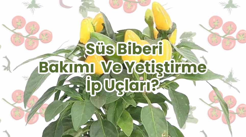 Süs Biberi Bakımı Ve Yetiştirme İp Uçları