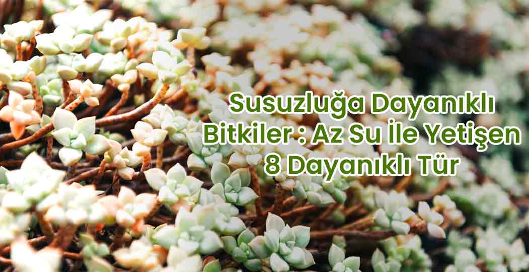 Susuzluğa Dayanıklı Bitkiler: Az Su İle Yetişen 8 Dayanıklı Tür