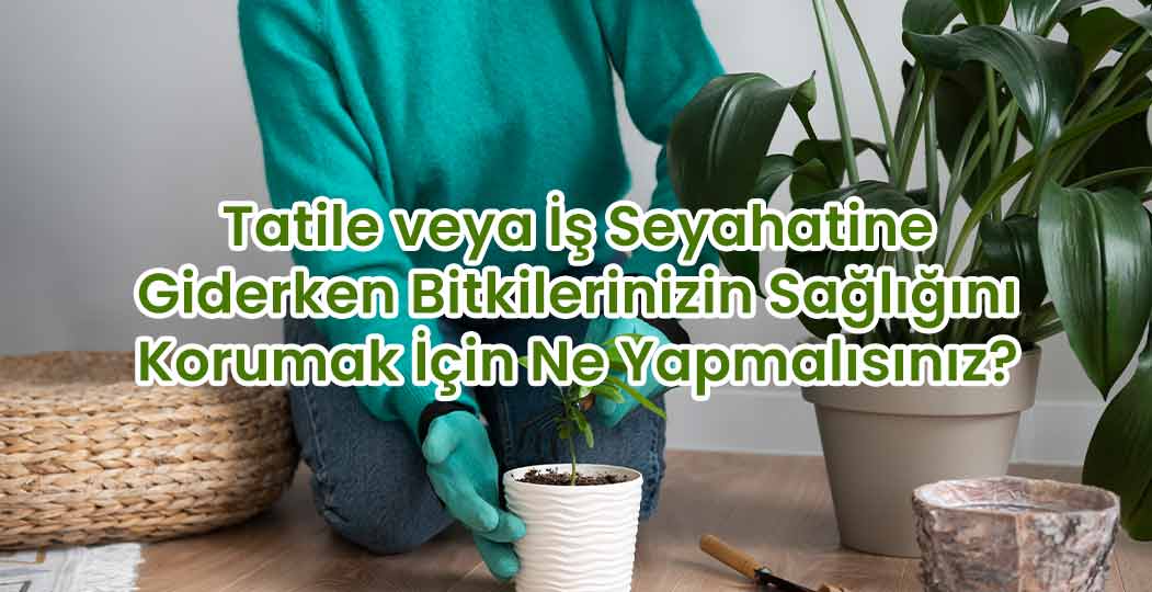 Tatile veya İş Seyahatine Giderken Bitkilerinizin Sağlığını Korumak İçin Ne Yapmalısınız?