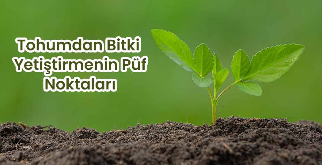 Tohumdan Bitki Yetiştirmenin Püf Noktaları