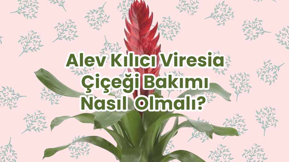 Viresia - Alev Kılıcı Çiçeği Bakımı Nasıl Olmalı?