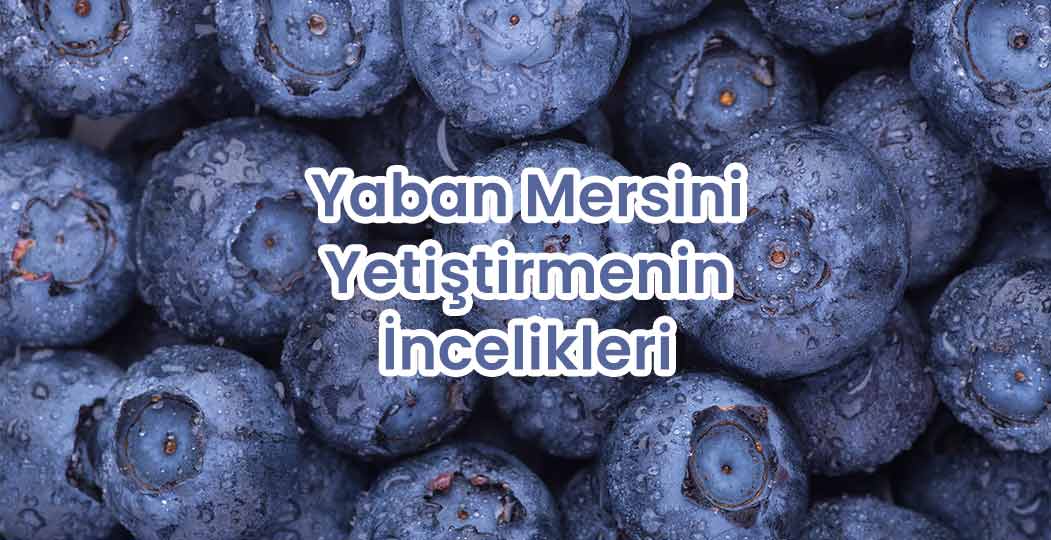 Yaban Mersini Yetiştirmenin İncelikleri